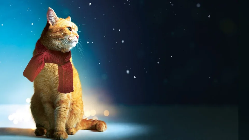 Кадр из фильма «Уличный кот по кличке Боб» 4