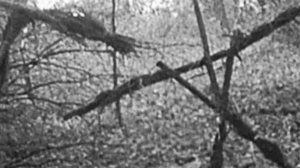 Ведьма из Блэр: Курсовая с того света — трейлер