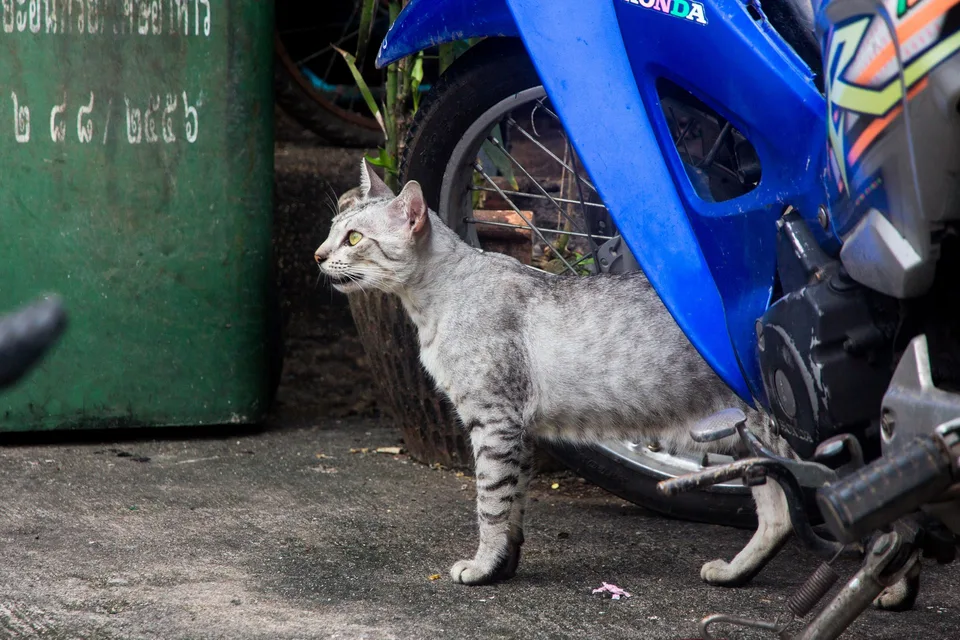 Рики Джервейс озвучил уличного кота: на Netflix вышел мультсериал «Alley Cats»