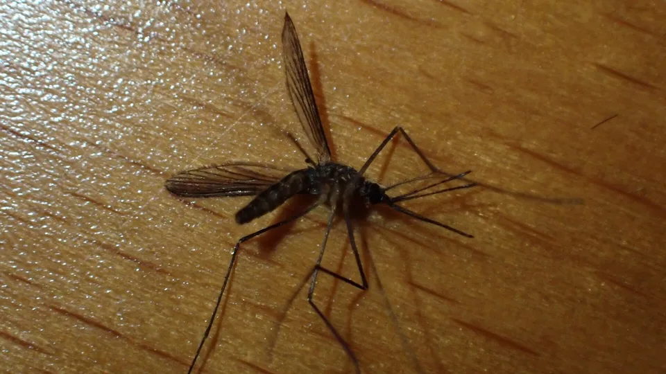 В Беларуси нашли редкого лесного комара: что известно об Anopheles plumbeus